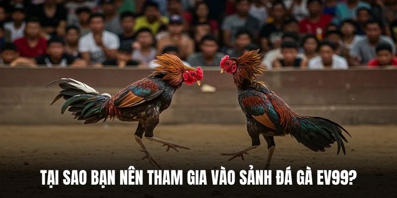 Tại sao bạn nên tham gia vào sảnh đá gà EV99?
